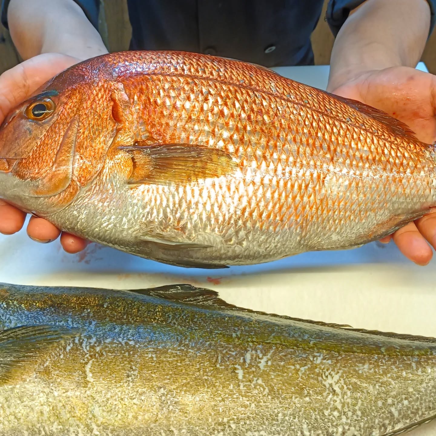 ประกาศ ๆ 📣📣 วันนี้ปลาเข้าแล้วนะค้าาาาา 🐟 ตาใสกริ๊งงง รับประกันความสดส่งตรงจากทะเล 👀🌊พร้อมเสิร์ฟความสด ความอร่อยให้กับชาวคนแก่นทุกท่านที่รักซาชิมิ สายปลาดิบห้ามพลาด...