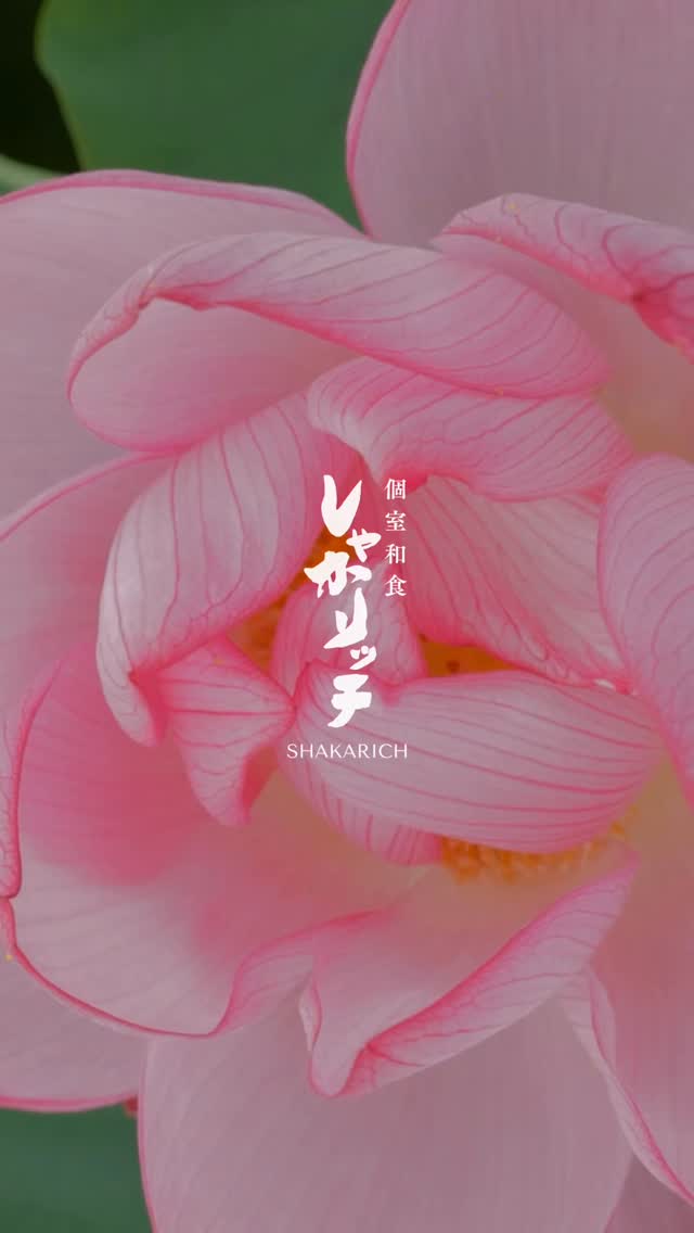 Summer special Assorted sashimi served on a lotus leaf 夏限定...