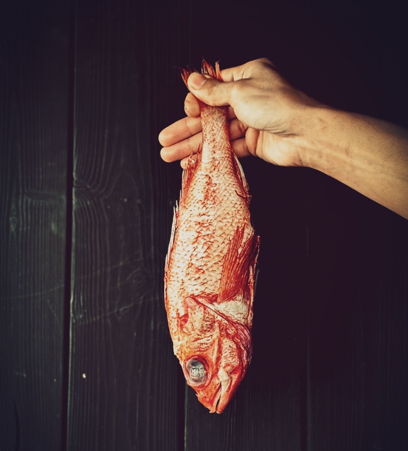 【ปลาคิงกิจากเนมุโระ ฮอกไกโด (Kinki / Kichiji)】

ปลาคิงกิเป็นปลาคุณภาพสูงจากทะเลที่หนาวเย็นของเมืองเนมุโระ ฮอกไกโด
แม้จะเป็นปลาเนื้อขาว แต่มีไขมันแทรกอย่างอุดมสมบูรณ์
โดดเด่นด้วยรสชาติที่นุ่มละมุนและความอร่อยที่ละลายในปากครับ

บริเวณระหว่างหนังและเนื้อมีไขมันคุณภาพดีจำนวนมาก
เมื่อนำมาย่าง จะได้กลิ่นหอมและรสชาติที่เข้มข้น
เมื่อนำไปตุ๋น จะได้เนื้อสัมผัสที่นุ่มฟูและความกลมกล่อมลึกซึ้งครับ

ด้วยปริมาณการจับที่มีจำกัดและการดูแลความสดที่ทำได้ยาก
ปลาคิงกิจึงถูกจัดว่าเป็นปลาหายากและมีมูลค่าสูงในประเทศญี่ปุ่นครับ

ทางร้านของเราเลือกใช้วิธีการปรุงที่เรียบง่าย
เพื่อดึงรสชาติและความอร่อยตามธรรมชาติของปลาคิงกิออกมาให้ได้มากที่สุดครับ

【北海道 根室産 きんき（喜知次）】

北海道・根室の冷たい海で育った高級魚「きんき」は、
白身魚でありながら脂のりが非常に良く、とろけるような旨みが最大の特徴です。

皮目と身の間に上質な脂が多く、
焼き物では香ばしさと濃厚さ、
煮付けではふっくらとした身質と深いコクをお楽しみいただけます。

漁獲量が少なく、鮮度管理も難しいため、
日本国内でも希少価値の高い高級魚として扱われています。

当店では、素材の良さを最大限に活かすため、
シンプルな調理法で、きんき本来の旨みをお届けします。

#bangkokfoodies 
#bangkokseafood 
#bangkokrestaurant 
#bangkokjapaneserestaurant 
#bangkokgourmet