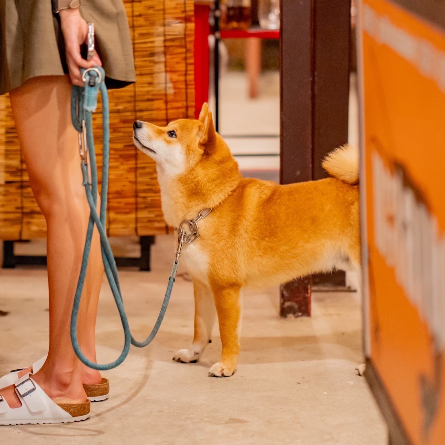 🐶
🐾 Pet-Friendly Dining in Thonglor 🐾

トンロー横丁 welcomes you
to enjoy quality time with your beloved pets🐶✨

Our open-air terrace offers a relaxed yet refined atmosphere,
perfect for spending a beautiful evening together 🌿🍷

✔️ 10 outdoor tables available
✔️ Various seating styles to suit your mood
✔️ Reservation recommended (priority seating) 📞

A place where good food, good vibes, and pets come together 🤍

#ThonglorDining
#PetFriendlyBangkok
#OutdoorDining
#HiSoLifestyle
#ThonglorLife