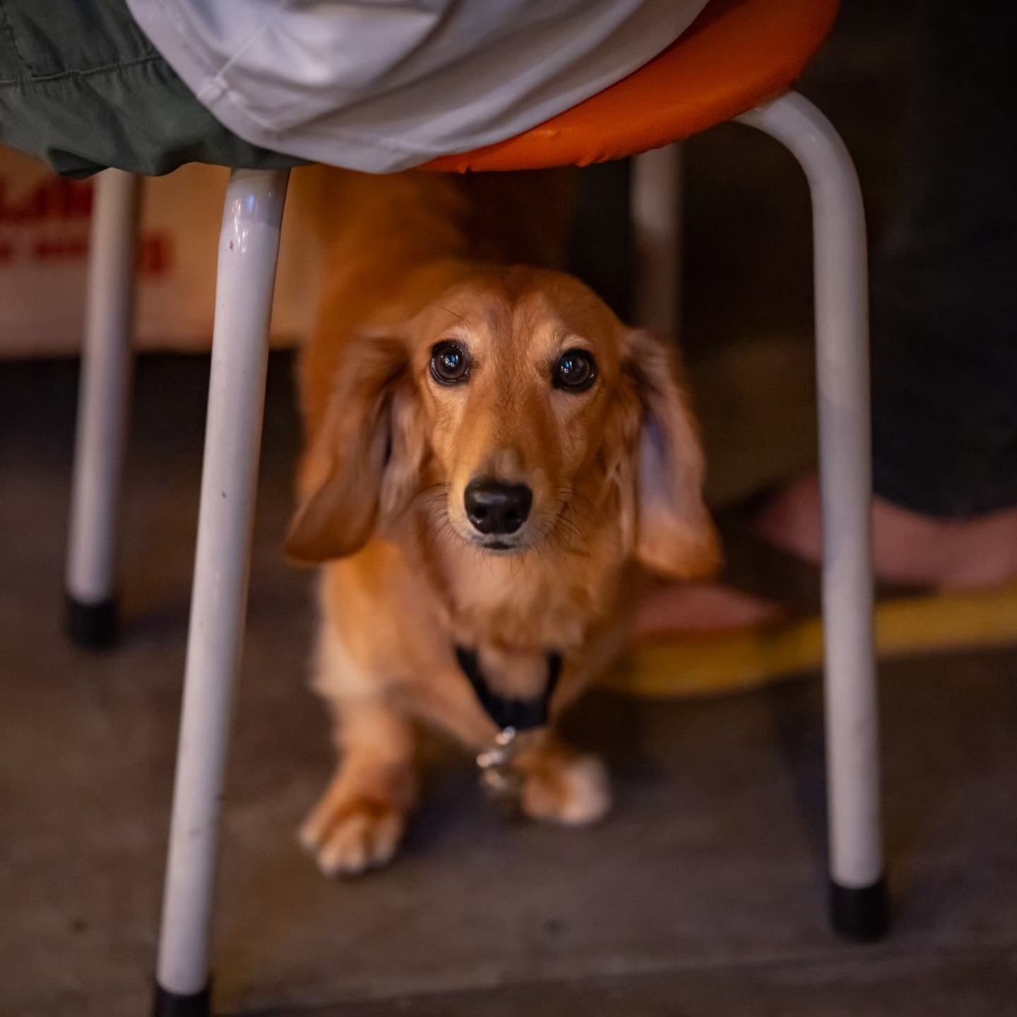 🐶✨

ใต้โต๊ะก็ยังน่ารักขนาดนี้เลยครับ 🤍
ที่ トンロー横丁 เราต้อนรับน้องหมาเสมอครับ 🐾

พาน้องมานั่งชิลล์ที่โซนเทอเรส outdoor
บรรยากาศสบาย ๆ ลมเย็น ๆ
กินดี ดื่มดี ใช้เวลาดี ๆ ไปด้วยกันครับ 🍻🌿

โต๊ะ outdoor มีจำนวนจำกัด
แนะนำจองล่วงหน้านะครับ 📞

#ThonglorYokocho
#PetFriendlyBangkok
#ThonglorLife
#DogLovers
#OutdoorDining