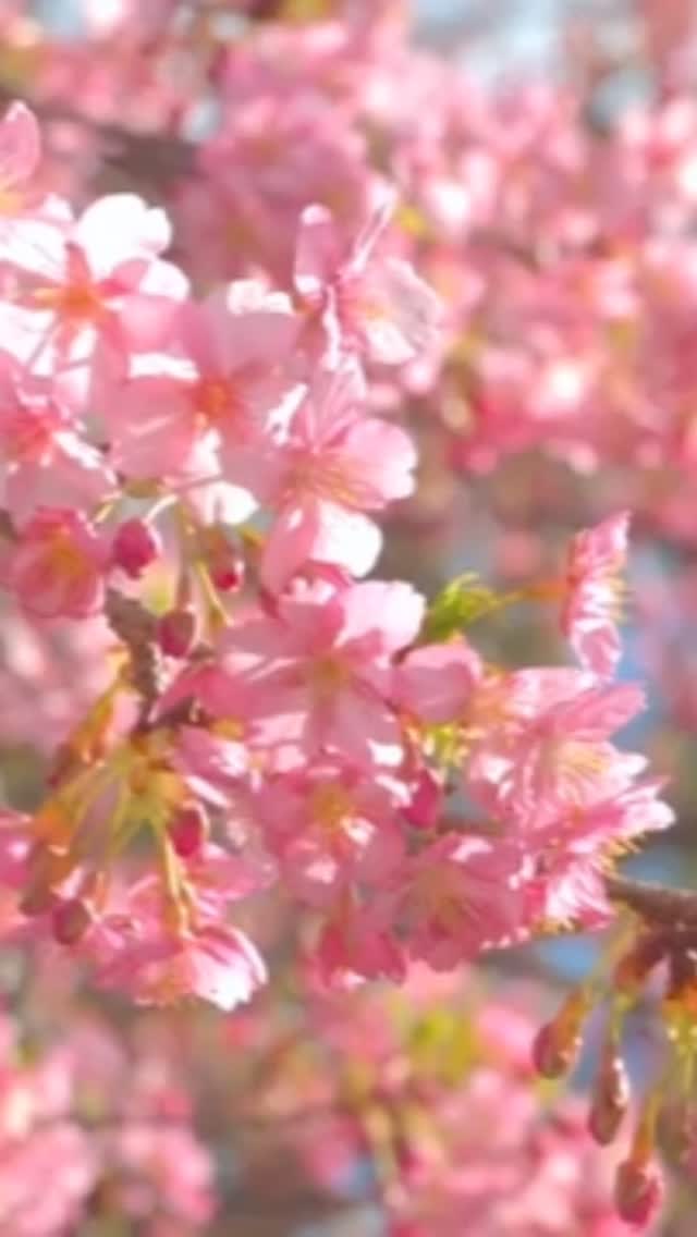 Spring Recommendations

Fresh seasonal seafood delivered directly from Japan twice a week.
Enjoy a variety of dishes featuring carefully selected ingredients, including sashimi and sushi prepared to highlight their natural flavor.

Our spring specials also feature seasonal delicacies such as firefly squid and pen shell clam, bringing the taste of spring to your table.

For reservations or inquiries, please contact us via LINE on our profile or by phone.

春のおすすめ

週2回、日本から直送される旬の厳選鮮魚。
刺身や寿司をはじめ、素材の魅力を引き出した多彩なお料理をご用意しております。

春のおすすめでは、蛍烏賊・平貝など、旬の食材を使用した季節料理もお楽しみいただけます。

ご予約・お問い合わせはプロフィールのLINEまたはお電話より承ります。

เมนูแนะนำฤดูใบไม้ผลิ

ปลาสดตามฤดูกาลคัดสรรพิเศษ ส่งตรงจากญี่ปุ่นสัปดาห์ละ 2 ครั้ง
พร้อมเสิร์ฟทั้งซาชิมิ ซูชิ และเมนูอาหารญี่ปุ่นหลากหลายที่เน้นรสชาติของวัตถุดิบอย่างแท้จริง

เมนูฤดูใบไม้ผลิยังมีวัตถุดิบตามฤดูกาล เช่น หอยเชลล์ญี่ปุ่น (Tairagai) และปลาหมึกโฮตารุอิกะ ให้คุณได้ลิ้มรสความอร่อยของฤดูใบไม้ผลิ

สำรองที่นั่งหรือสอบถามข้อมูลได้ทาง LINE ในโปรไฟล์ หรือโทรศัพท์

#Shakarich #JapaneseRestaurant #BangkokDining #SeasonalMenu #SpringSpecial JapaneseCuisine Sashimi Sushi BangkokFood Washoku