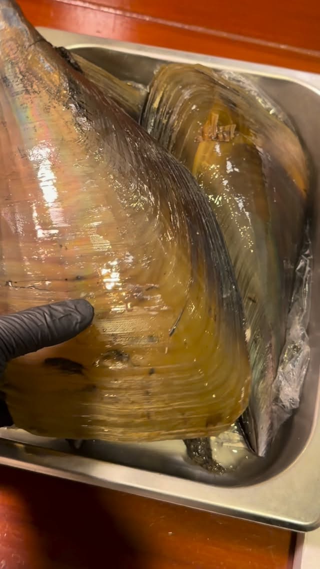 愛知県産 平貝刺身

肉厚で甘みのある平貝。
コリコリとした食感と上品な旨み。

シンプルに刺身でお楽しみください。

ご予約・お問い合わせはプロフィールのLINEまたはお電話より承ります。

Tairagai Sashimi from Aichi, Japan

Thick, sweet and pleasantly firm in texture.
Enjoy the delicate umami of this premium Japanese shellfish.

For reservations or inquiries, please contact us via LINE on our profile or by phone.

ซาชิมิหอยไทระไก จากจังหวัดไอจิ ประเทศญี่ปุ่น

เนื้อหนา รสหวานธรรมชาติ
เนื้อกรุบ อูมามิอร่อย

สำรองที่นั่งได้ทาง LINE ในโปรไฟล์ หรือโทรศัพท์

#Shakarich #Tairagai #JapaneseSeafood #Sashimi #BangkokDining JapaneseCuisine Washoku BangkokFood SeafoodLover JapaneseRestaurant